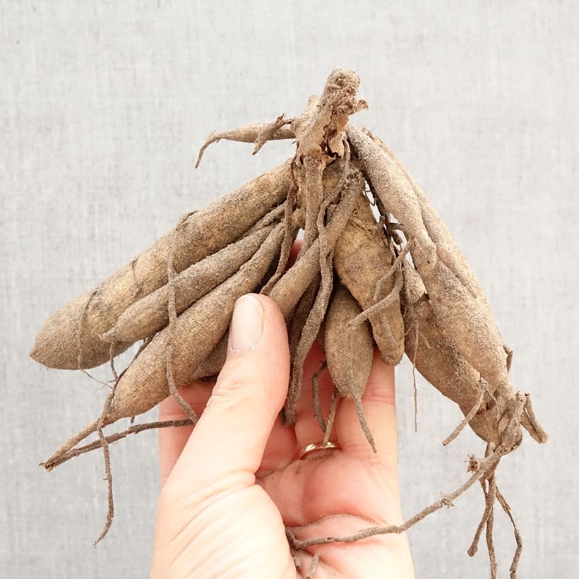Dahlia Tournesol Bulb size I sample as delivered in spring