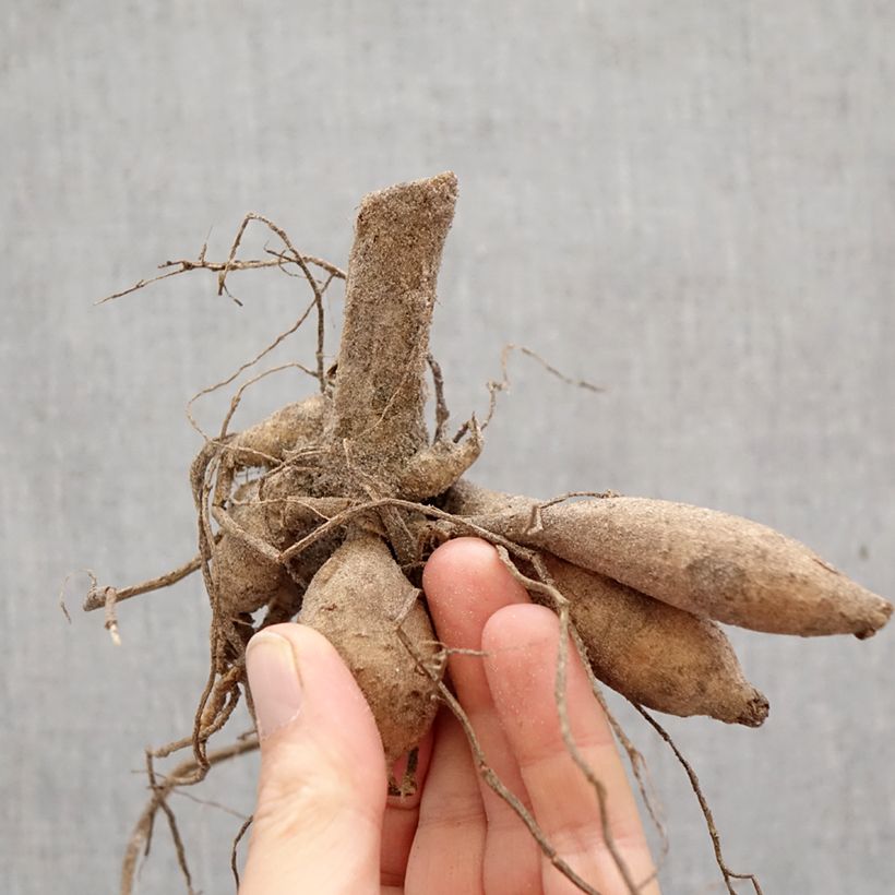 Dahlia Little Beeswing Bulb sample as delivered in spring