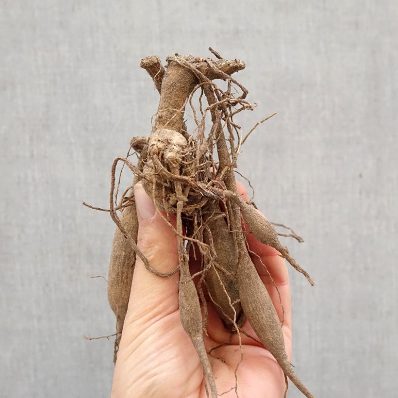 Dahlia Black Jack Bulb size I sample as delivered in spring