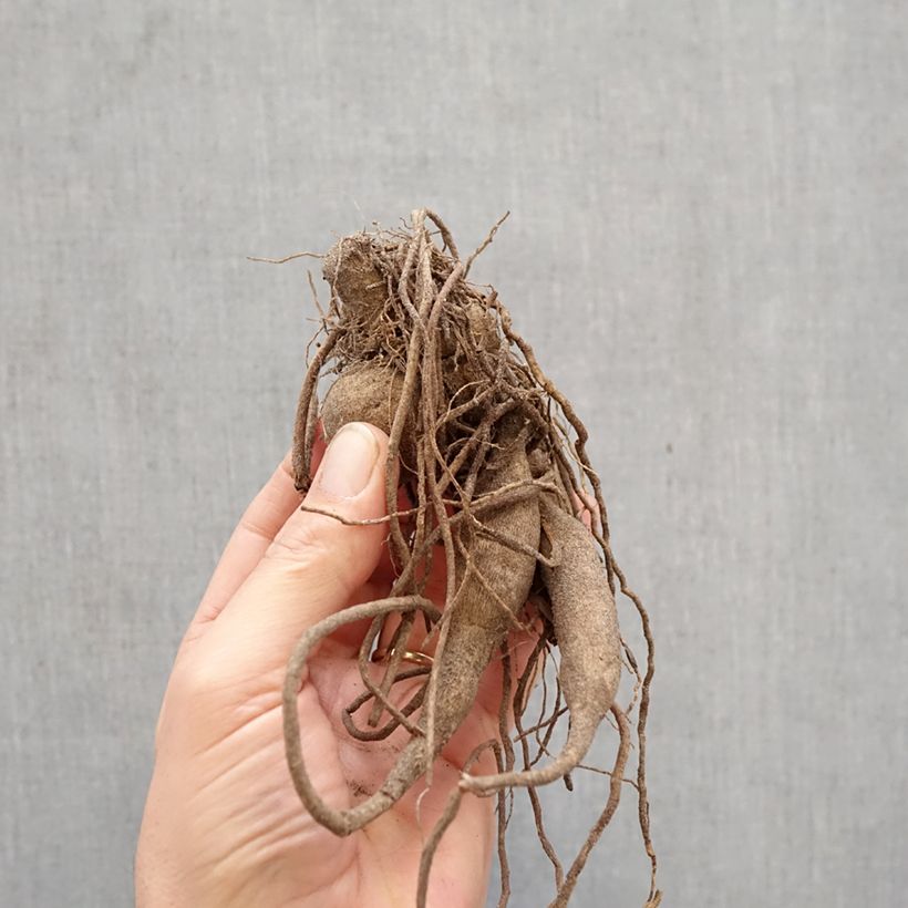 Dahlia King René Bulb sample as delivered in spring