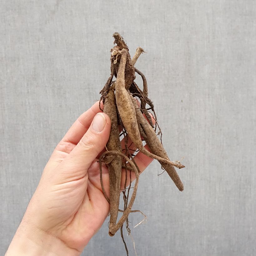 Dahlia Saint Saens Bulb size I sample as delivered in spring