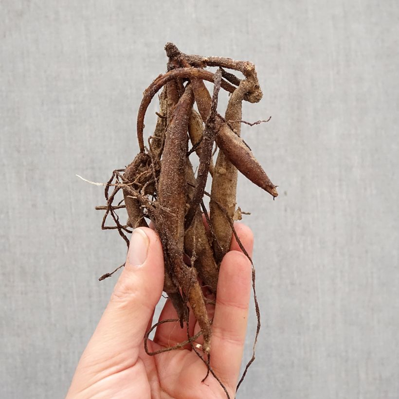 Dahlia Summer Breeze Bulb size I sample as delivered in spring