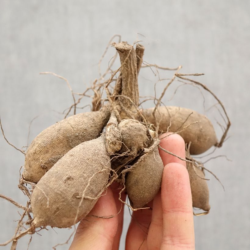 Dahlia Still Going Strong Bulb size I sample as delivered in spring