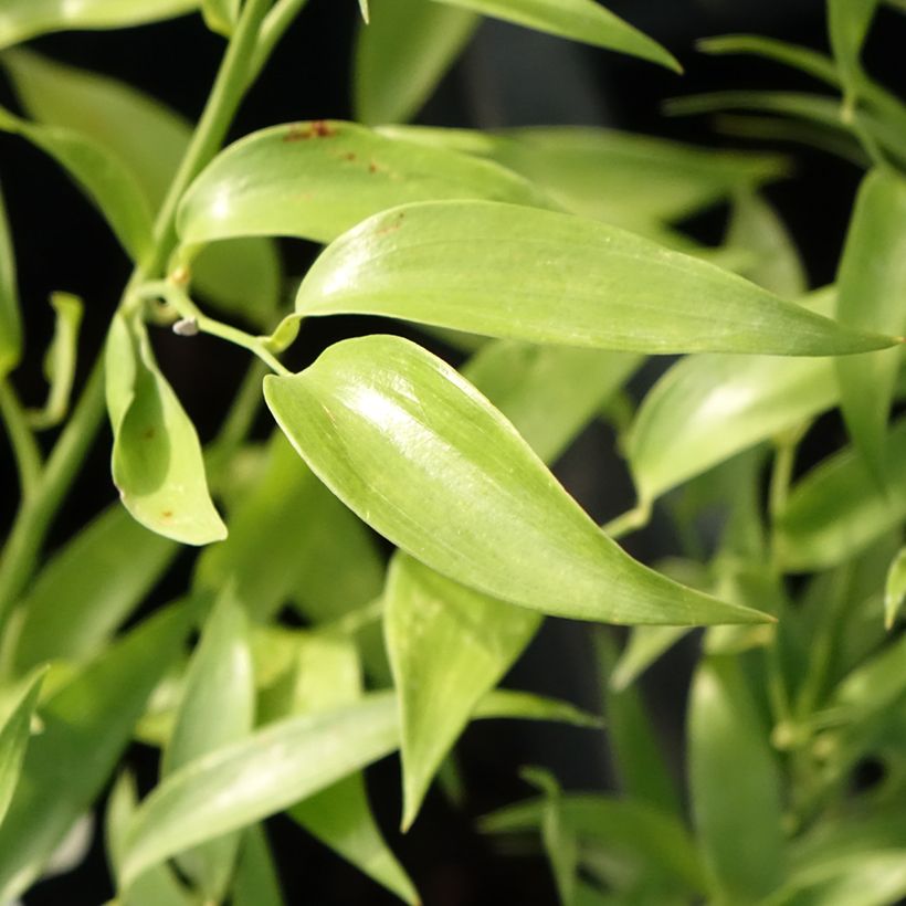 Danae racemosa - Alexandrian Laurel (Foliage)