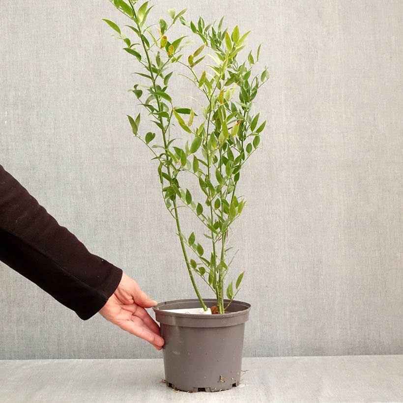 Danae racemosa - Alexandrian Laurel  3L/4L pot sample as delivered in autumn
