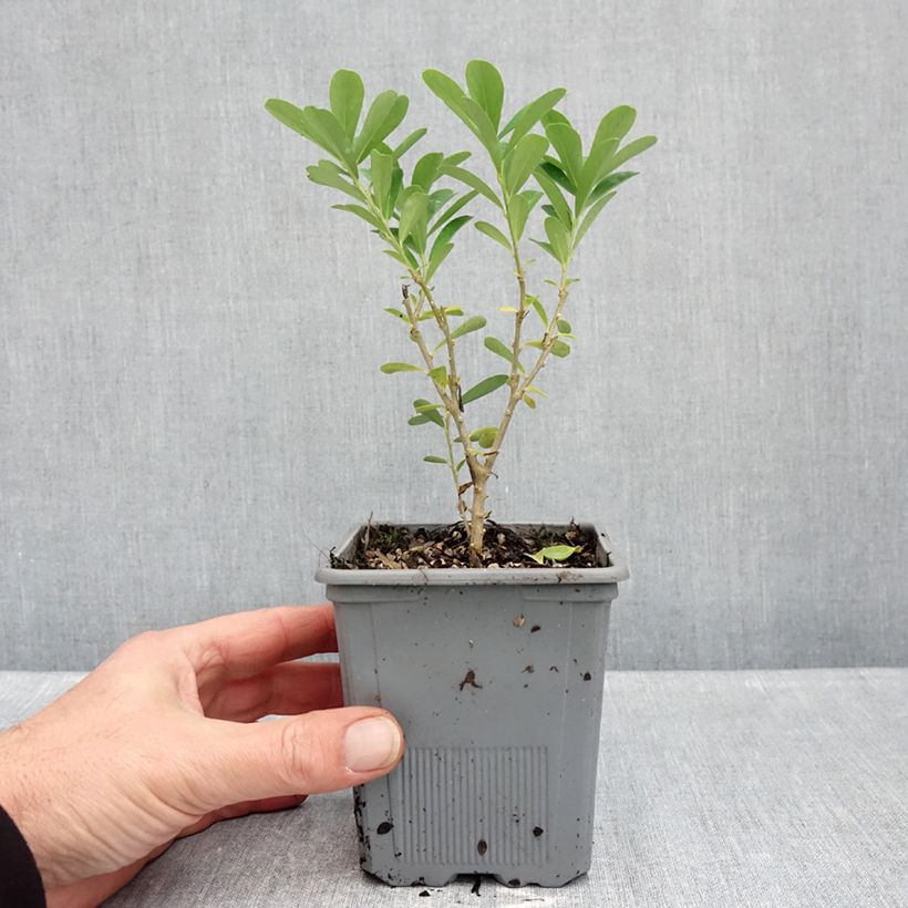 Daphne gemmata Royal Crown 1L/1.5L pot sample as delivered in autumn