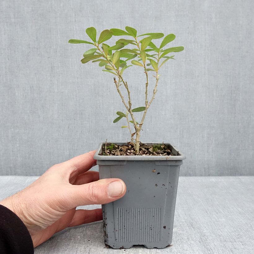 Daphne gemmata Royal Crown 1L/1.5L pot sample as delivered in winter