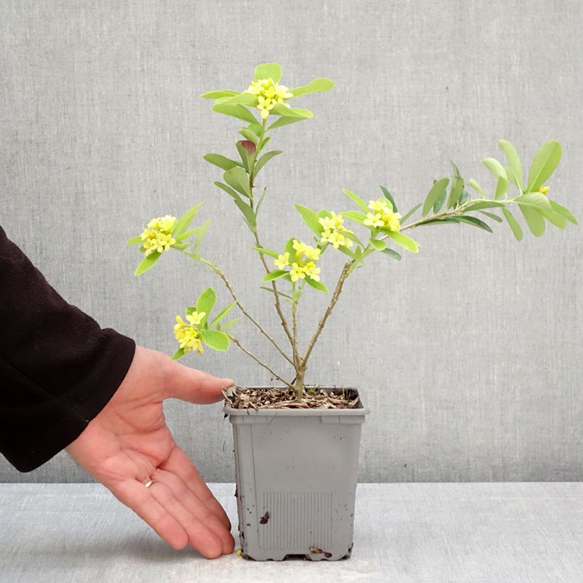 Daphne gemmata Royal Crown 1L/1.5L pot sample as delivered in spring