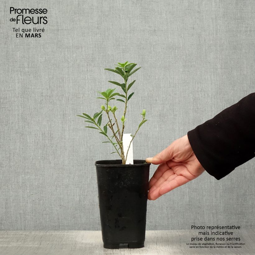 Daphne gemmata Royal Crown 2L/3L pot sample as delivered in spring