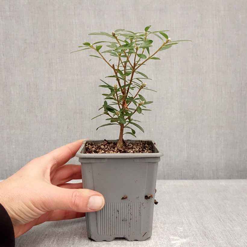 Daphne Sweetheart 1L/1.5L pot sample as delivered in winter