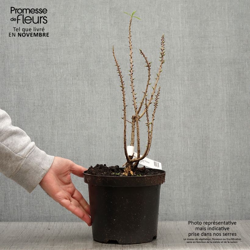 Daphne mezereum var. rubra 3L/4L pot sample as delivered in autumn
