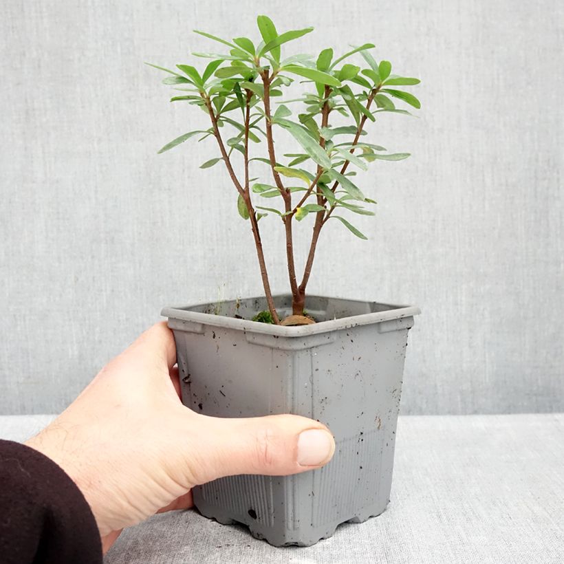 Daphne transatlantica Bella Rose 1L/1.5L pot sample as delivered in autumn