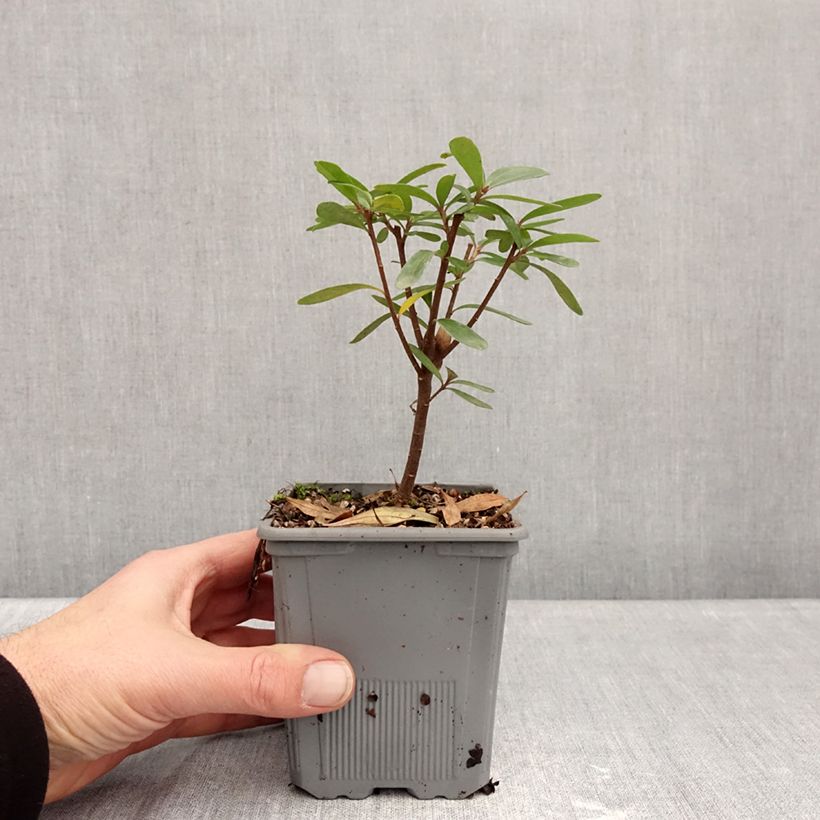 Daphne x transatlantica 'ROGALDBR' Bella Rose - Daphné hybride Bella Rose 1L/1.5L pot sample as delivered in winter