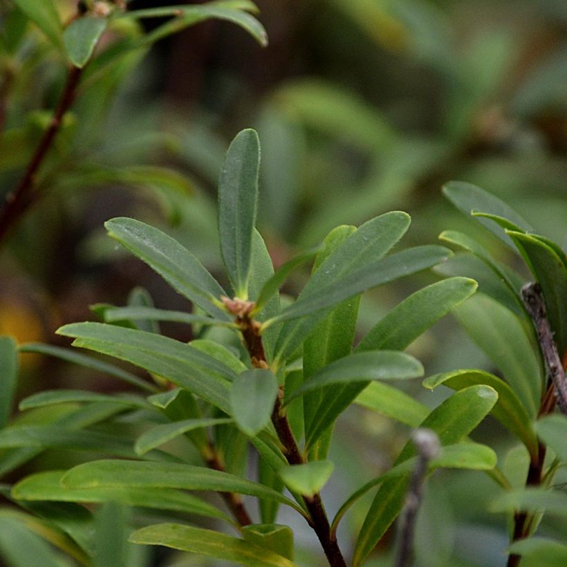 Daphne x bholua Spring Beauty (Foliage)