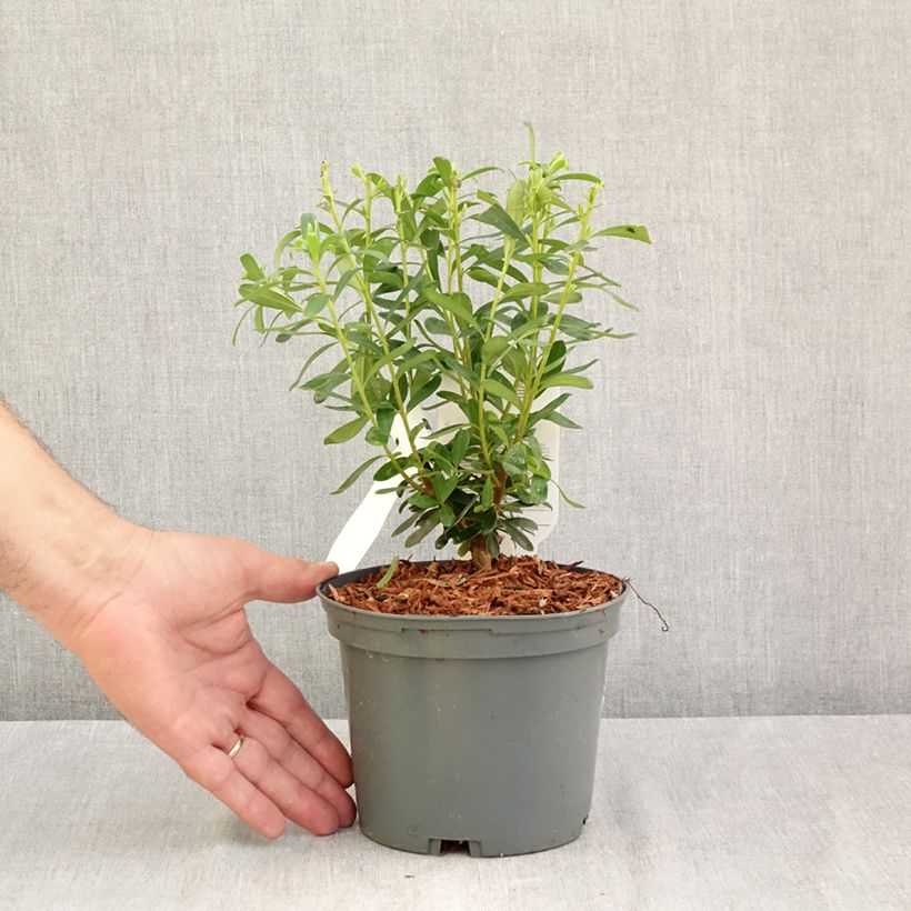 Daphne x bholua Spring Beauty 2L/3L pot sample as delivered in summer