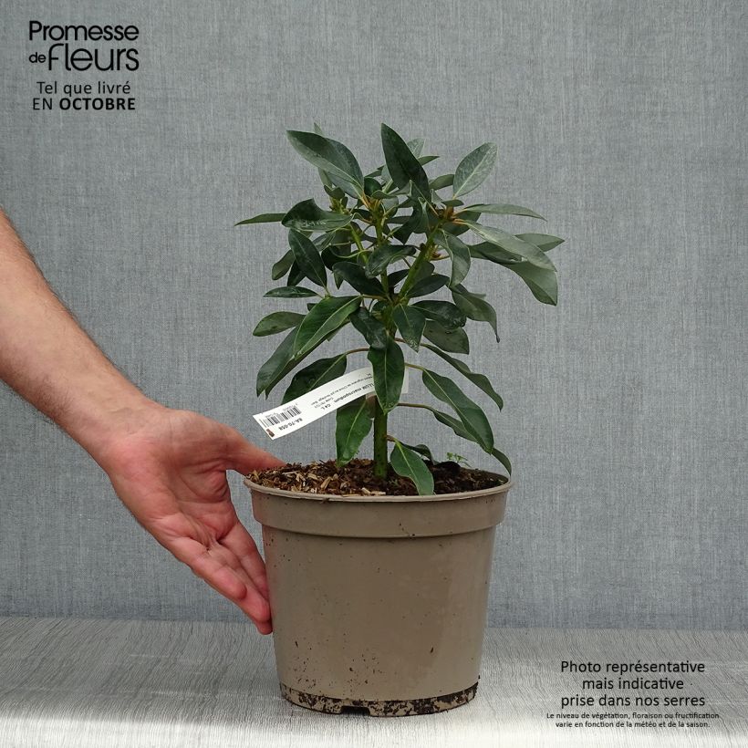 Daphniphyllum himalayense subsp. macropodum 2L/3L pot sample as delivered in autumn