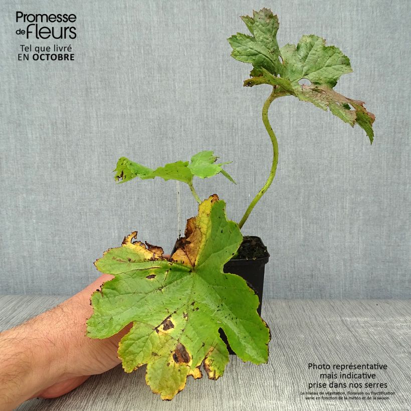 Darmera peltata 8/9 cm pot sample as delivered in autumn