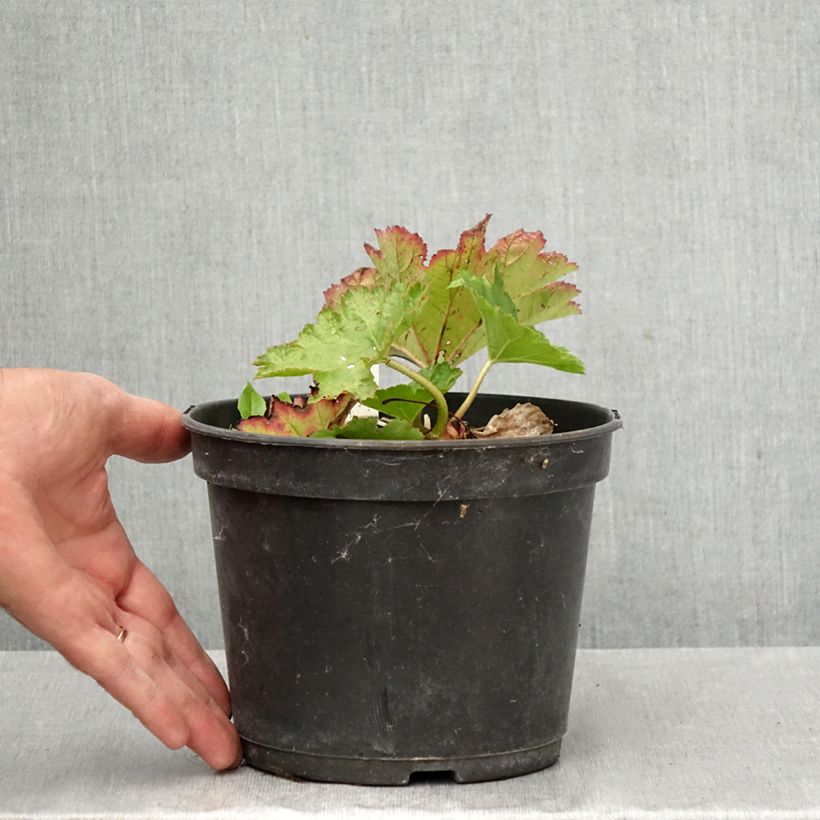 Darmera peltata 2L/3L pot sample as delivered in autumn