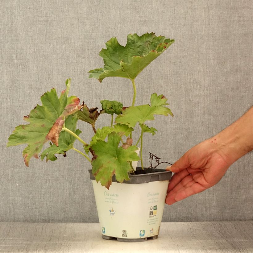 Darmera peltata 2L/3L pot sample as delivered in summer