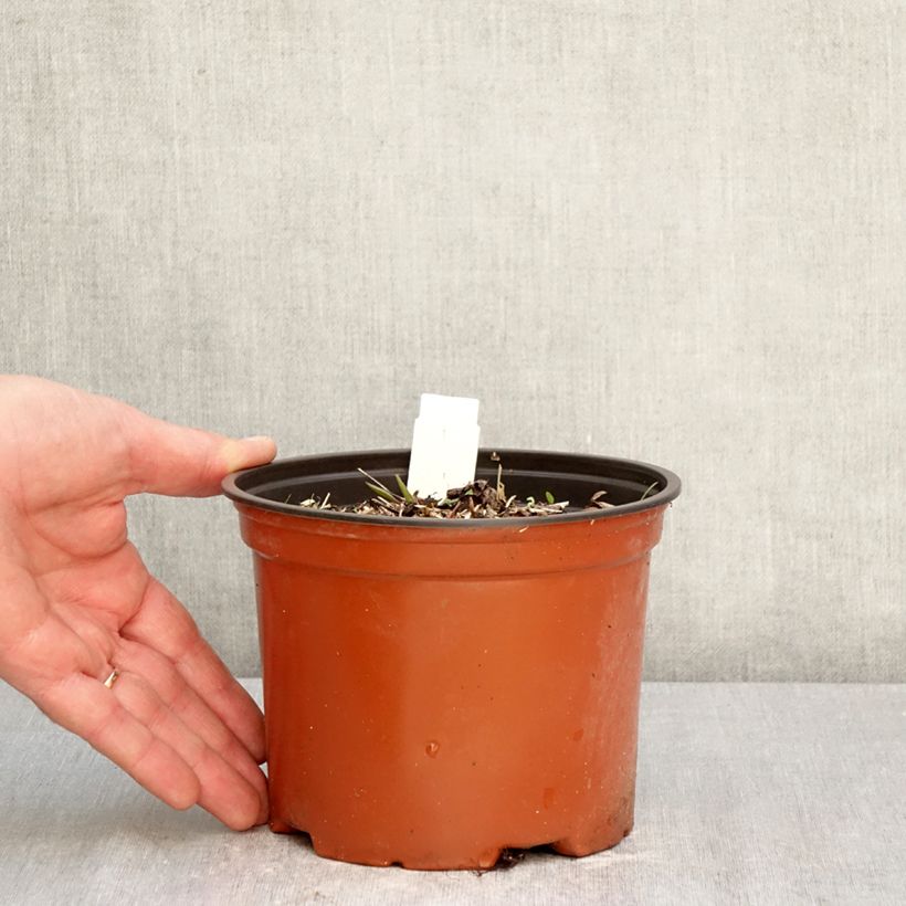 Darmera peltata 2L/3L pot sample as delivered in spring