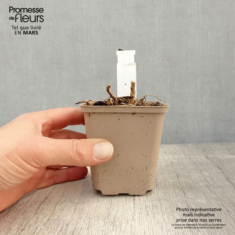 Datisca cannabina - Cretan Hemp 8/9 cm pot sample as delivered in spring