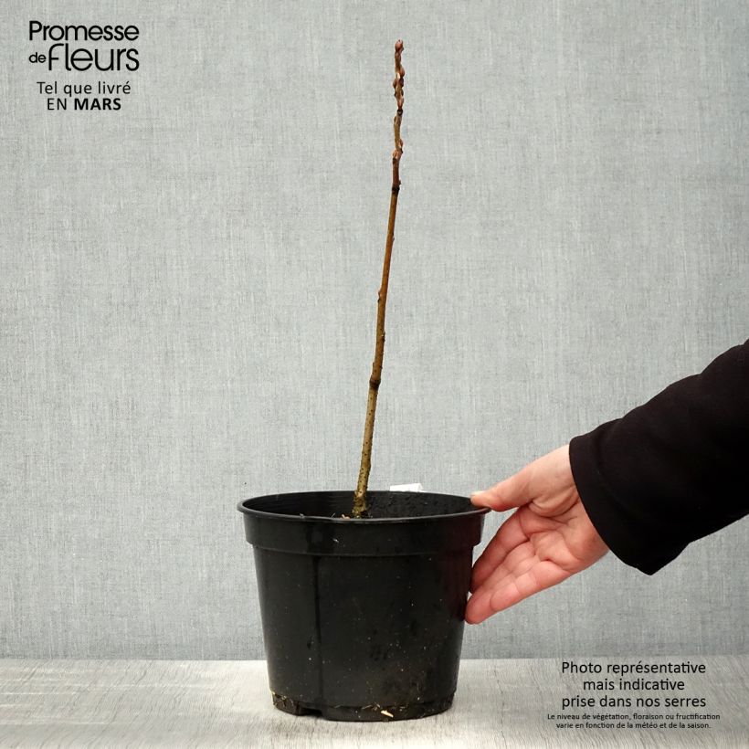 Decaisnea fargesii - Blue sausage fruit 2L/3L pot sample as delivered in spring