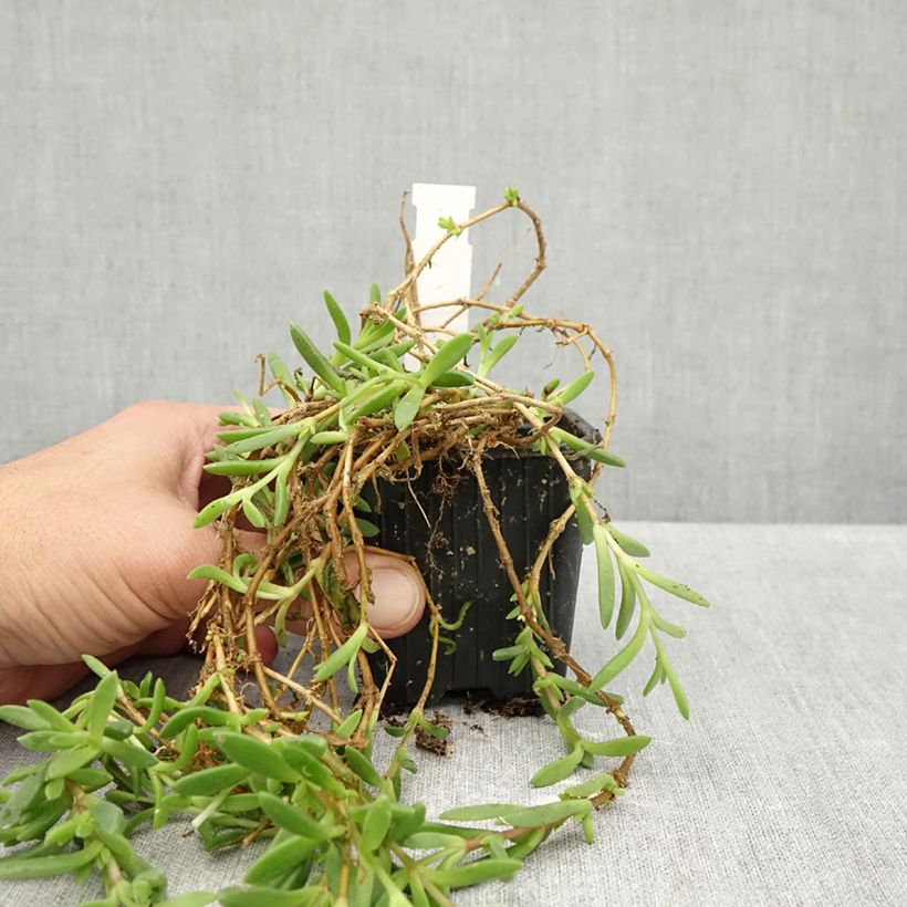 Delosperma ashtonii  8/9 cm pot sample as delivered in autumn