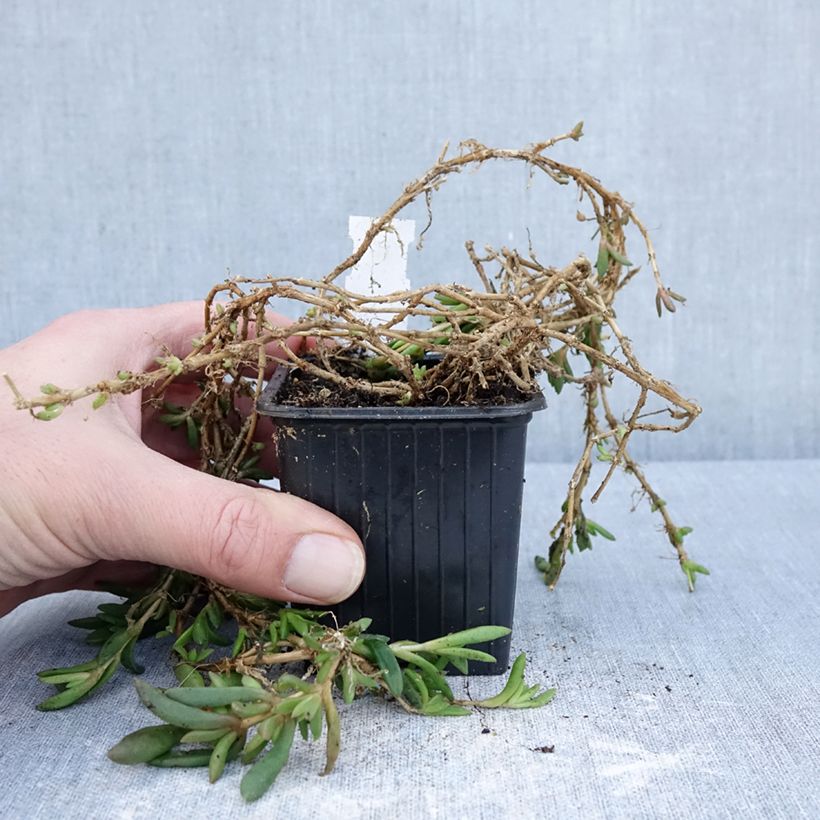 Delosperma ashtonii  8/9 cm pot sample as delivered in winter