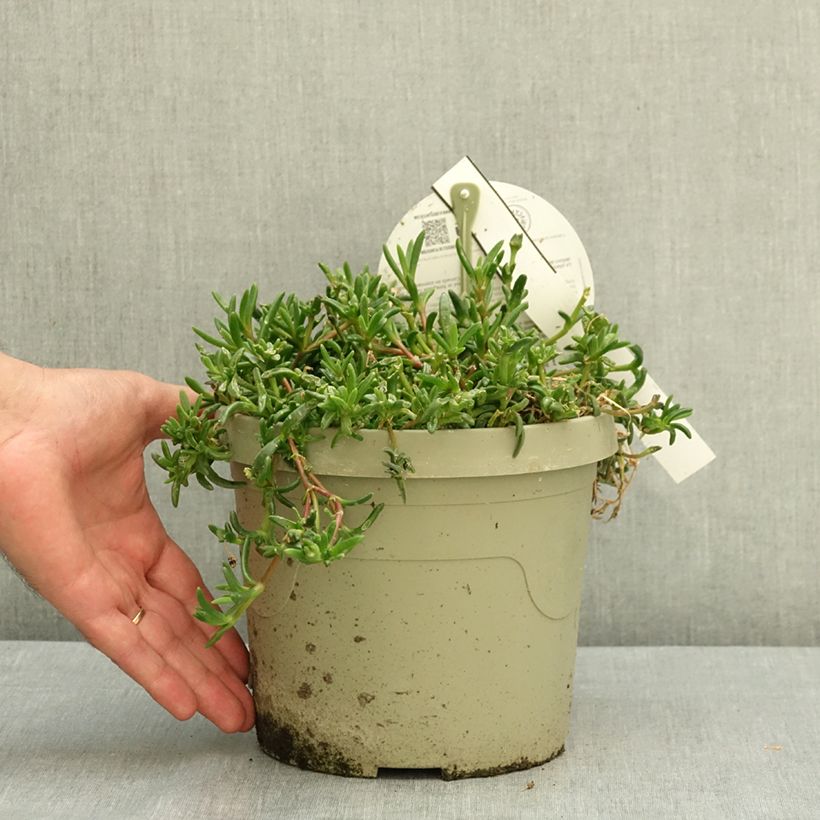 Delosperma Sunset® Orange Vibe -Ice plant 3L/4L pot sample as delivered in summer