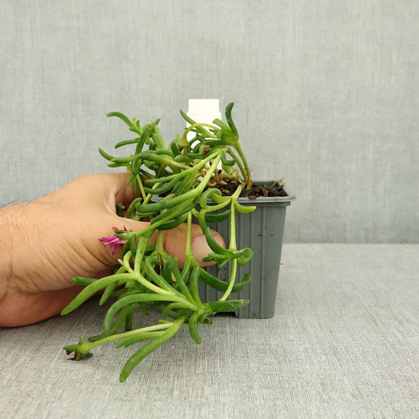 Delosperma Ocean Sunset® Violet - Ice plant 8/9 cm pot sample as delivered in summer