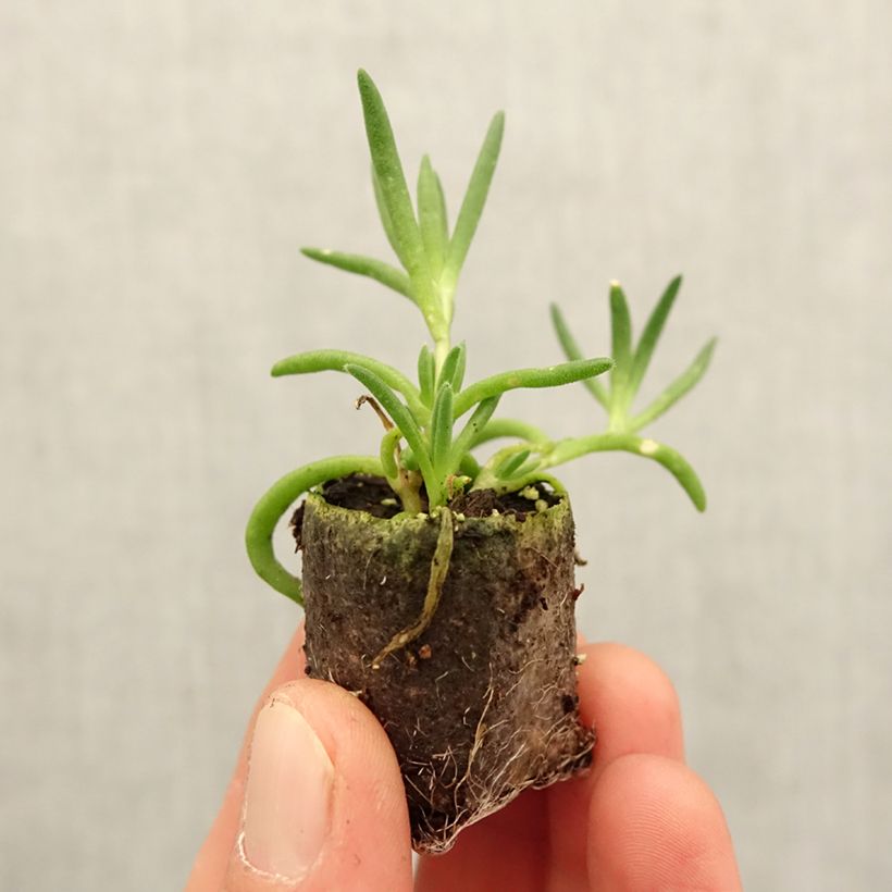Delosperma gongestum x cooperi Royal Ranger White Plug plant 3/4cm sample as delivered in spring