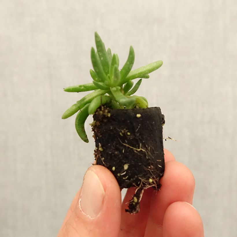 Delosperma congestum x cooperi Royal Ranger Yellow Plug plant 3/4cm sample as delivered in spring