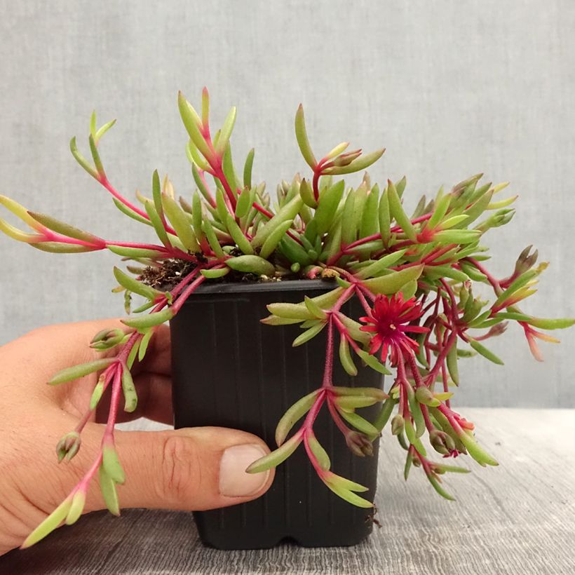 Delosperma Desert Dancers Red - Ice Plant 8/9 cm pot sample as delivered in summer