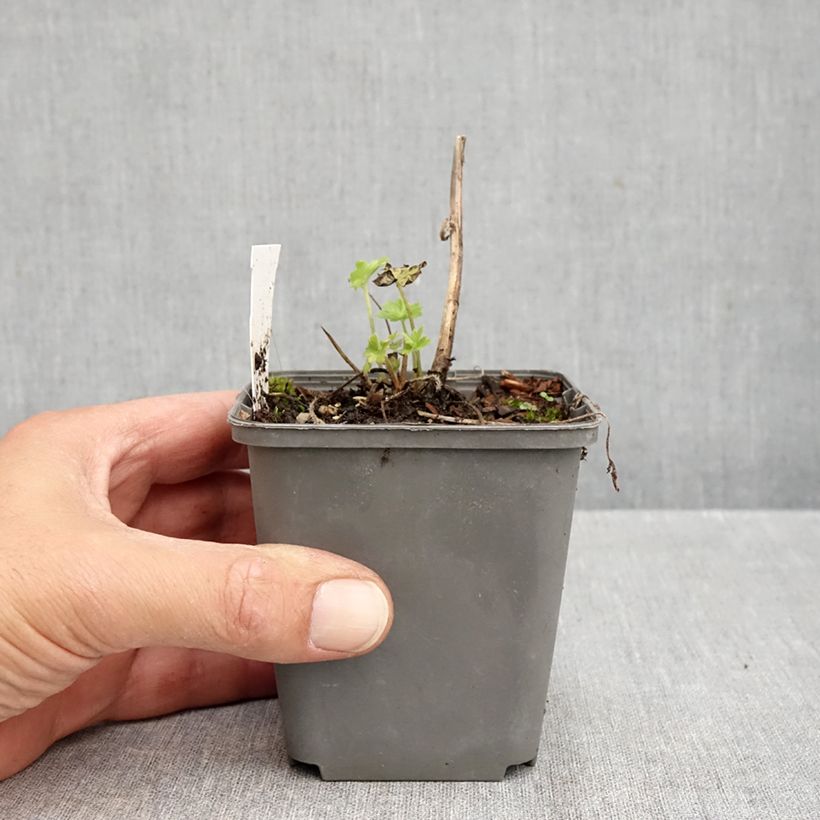 Delphinium Magic Fountains Dark Blue-Black Bee - Larkspur 8/9 cm pot sample as delivered in autumn