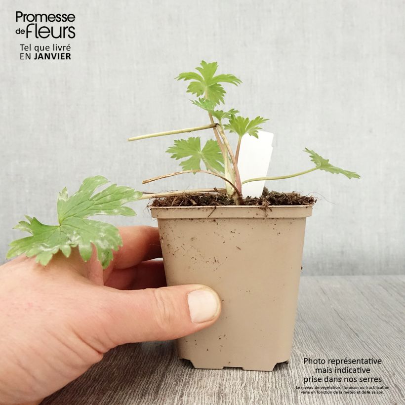 Delphinium Magic Fountains Dark Blue-Black Bee - Larkspur 8/9 cm pot sample as delivered in winter