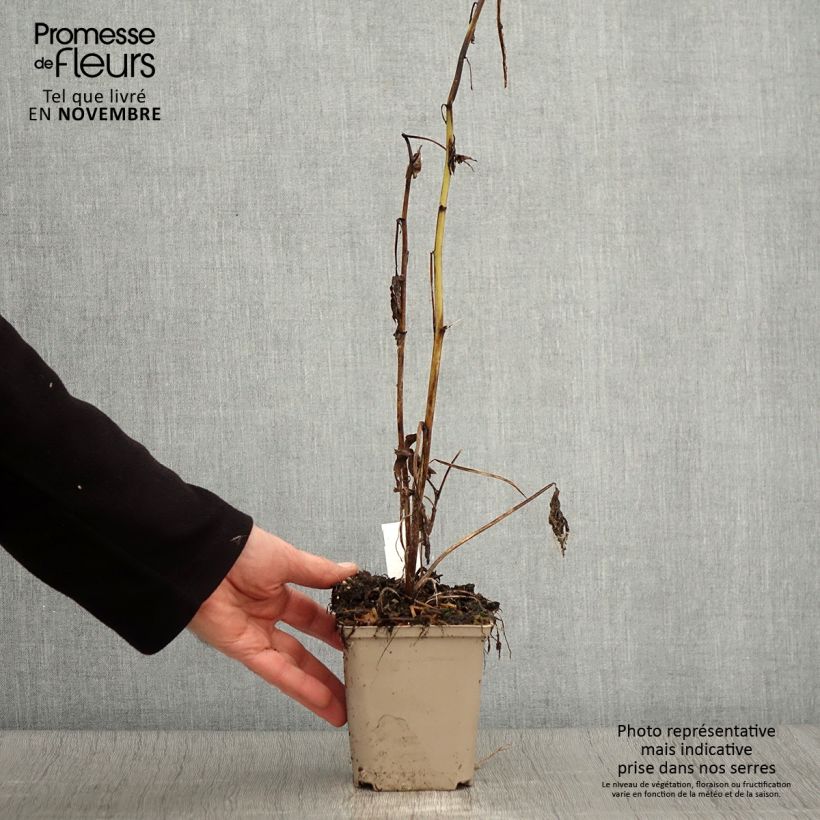 Delphinium Samba - Larkspur 8/9 cm pot sample as delivered in autumn