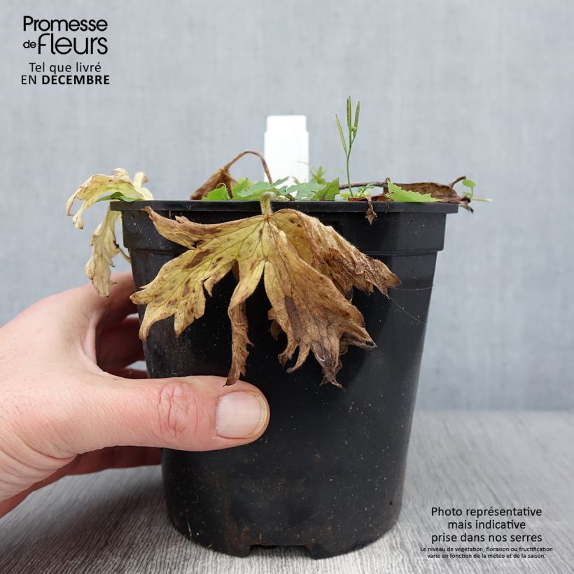 Delphinium Galahad - Larkspur 2L/3L pot sample as delivered in autumn