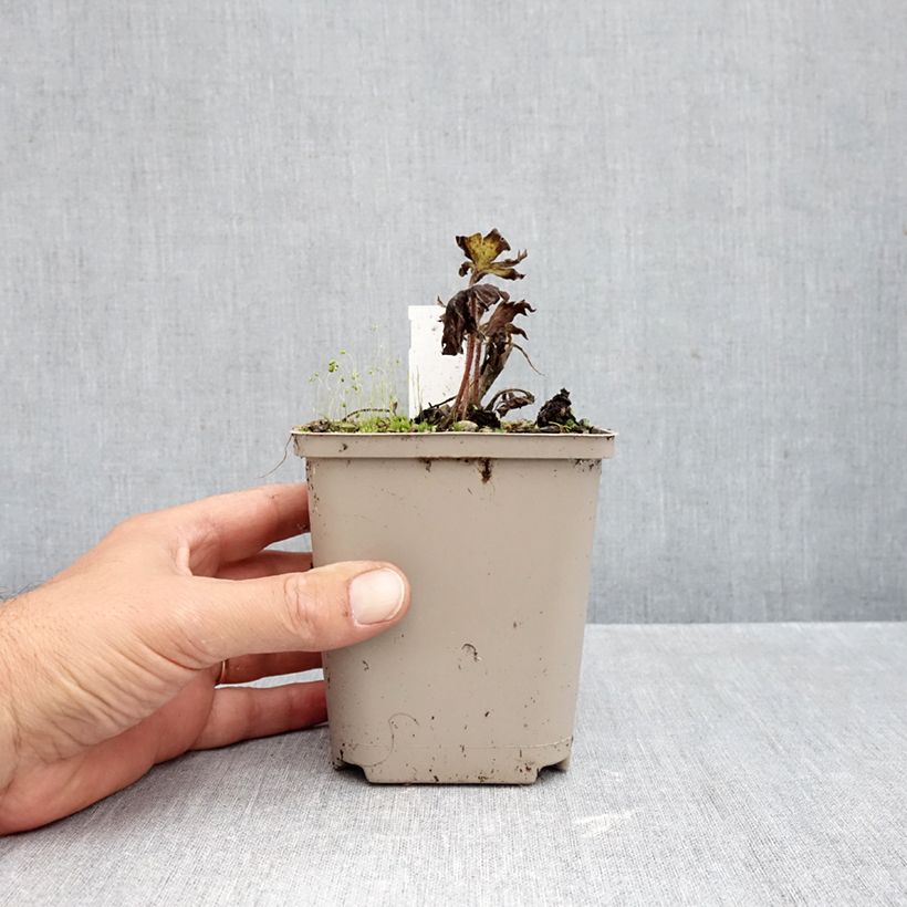 Delphinium Strawberry Fair 8/9 cm pot sample as delivered in autumn