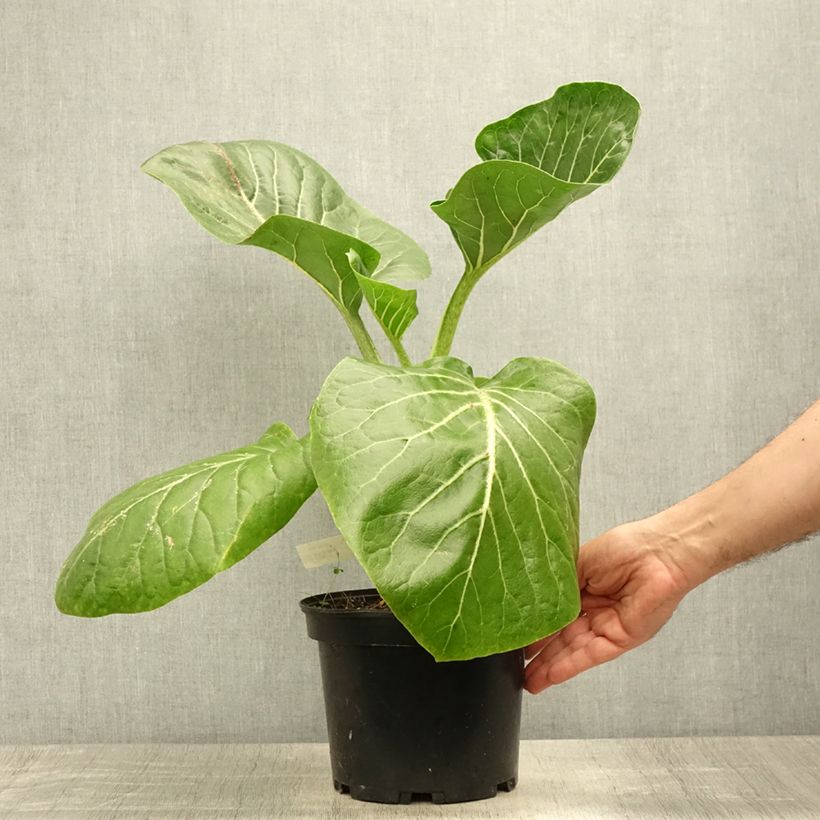 Dendroseris litoralis - Cabbage Tree 4L/5L pot sample as delivered in summer