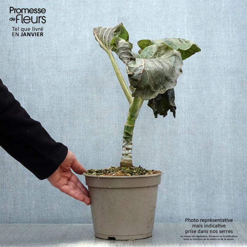 Dendroseris litoralis - Cabbage Tree 4L/5L pot sample as delivered in winter