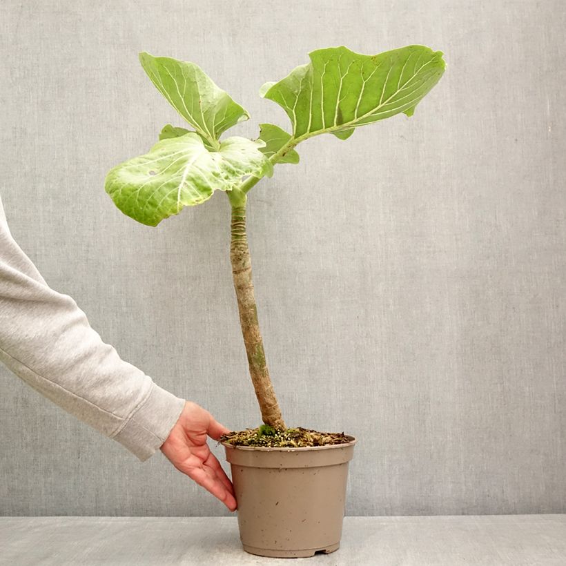 Dendroseris litoralis - Cabbage Tree 4L/5L pot sample as delivered in spring