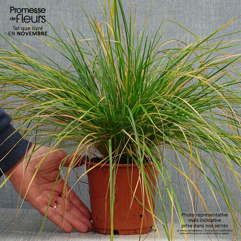Deschampsia cespitosa Bronzeschleier 2L/3L pot sample as delivered in autumn