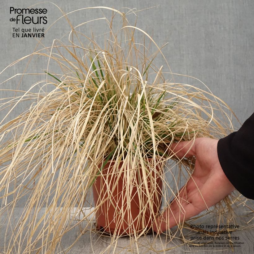 Deschampsia cespitosa Bronzeschleier 2L/3L pot sample as delivered in winter