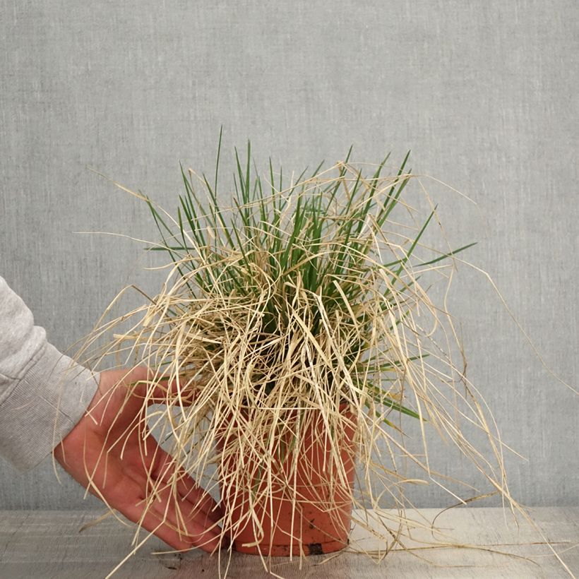 Deschampsia cespitosa Bronzeschleier 2L/3L pot sample as delivered in spring