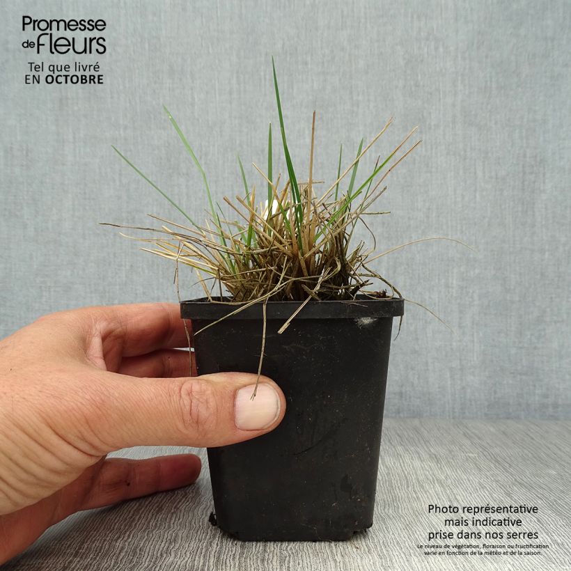 Deschampsia cespitosa Bronzeschleier 8/9 cm pot sample as delivered in autumn