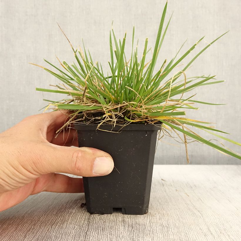 Deschampsia caespitosa Goldschleier 8/9 cm pot sample as delivered in autumn