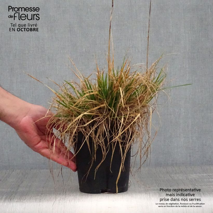 Deschampsia caespitosa Goldschleier 1.5L/2L pot sample as delivered in autumn