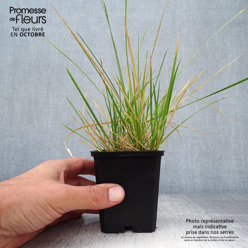 Deschampsia cespitosa Palava 8/9 cm pot sample as delivered in autumn