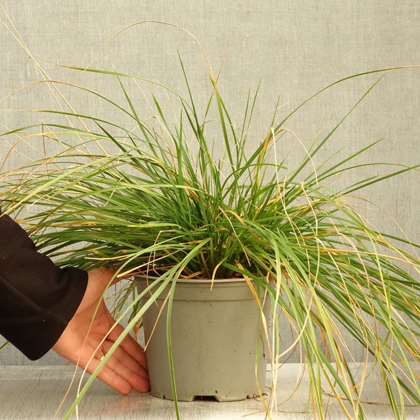 Deschampsia cespitosa Palava 3L/4L pot sample as delivered in autumn