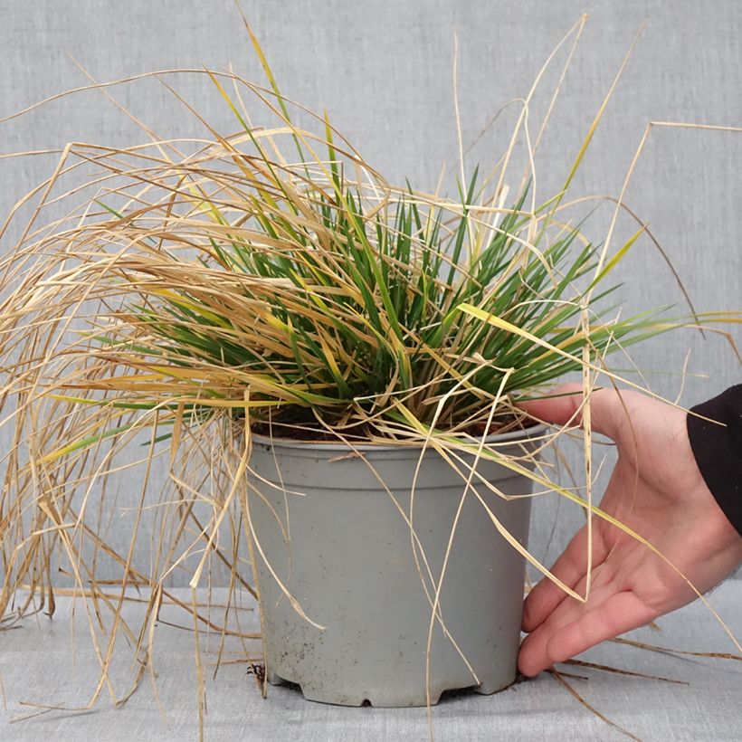 Deschampsia cespitosa Palava 3L/4L pot sample as delivered in winter